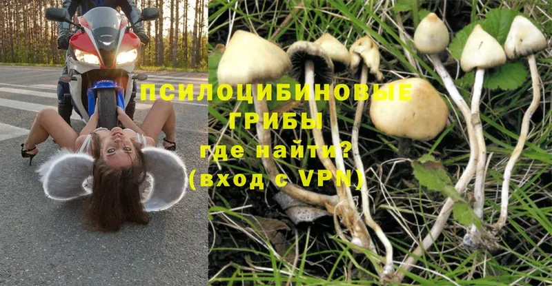 Галлюциногенные грибы Magic Shrooms  Собинка 